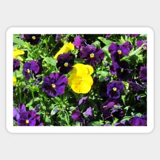 Purple And Yellow Flowers Sticker